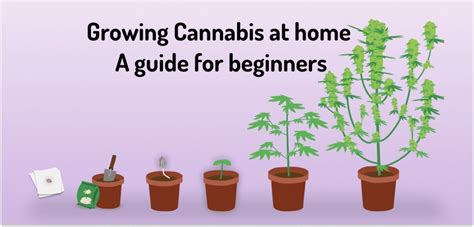 Cannabis Seeds For Indoor Growing - Cannabis Seeds Store.