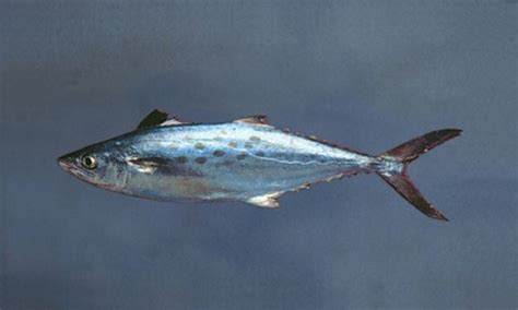 Bluefish Chesapeake Bay Program