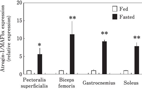 Response Of Atrogin Mafbx Expression In Various Skeletal Muscles To