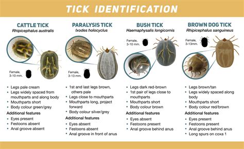 Types Of Ticks Tickboss