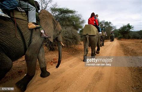 61 Enable Limpopo Stock Photos High Res Pictures And Images Getty