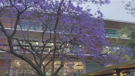 Jacaranda At The University Of Queensland Youtube