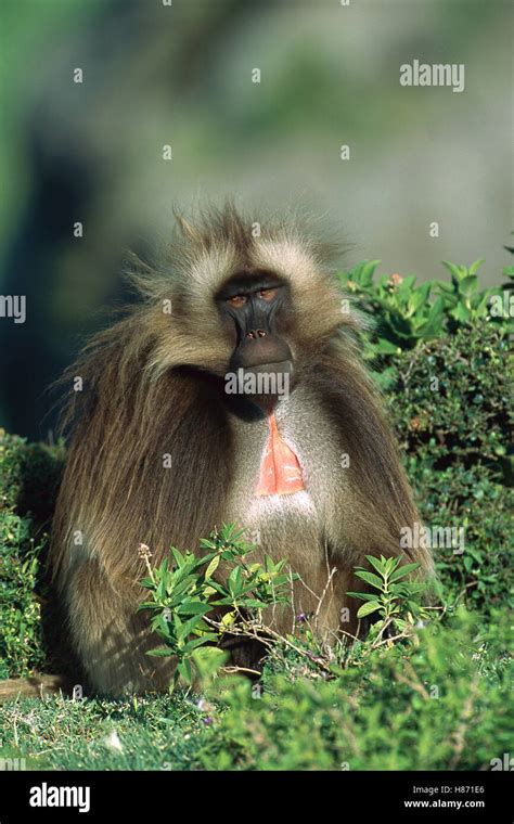 Gelada Baboon Theropithecus Gelada Endemic Species Sitting On The