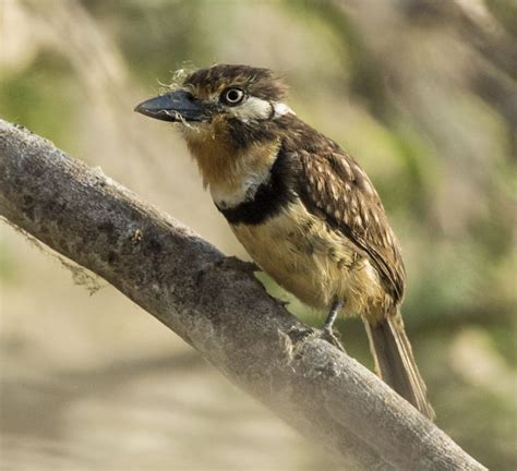 Russet Throated Puffbird Owen Deutsch Photography