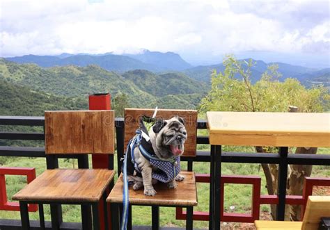 Sonrisa Bonita Del Perro Lindo Del Barro Amasado Foto De Archivo