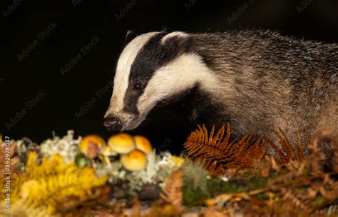 Badger Scientific Name Meles Meles Close Up Of A Wild Native