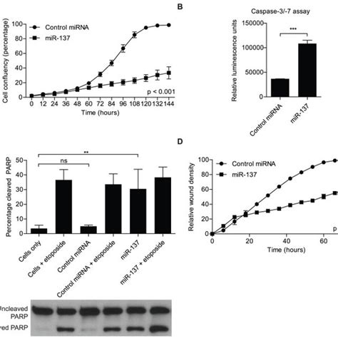 A Mir 137 Transfection Into U251 Glioblastoma Cells Inhibits Cell