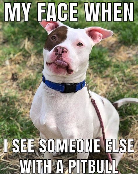 The 15 Funniest Pitbull Memes of the Week! | Page 2 of 3 | PetPress