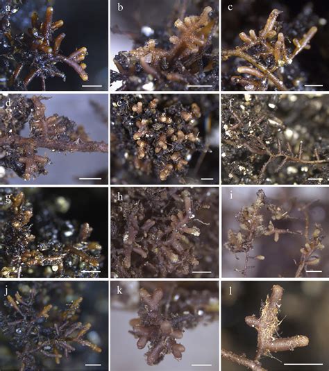 Af Ectomycorrhizal Synthesis Between Tuber Formosanum And Six Tree