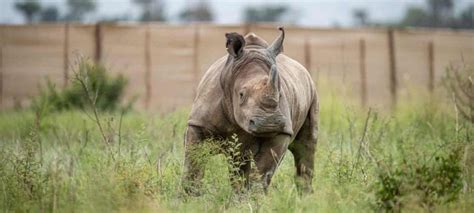 Best Places To See Rhinos In Africa Africa Safaris Tours Africa