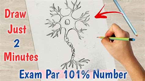 Neuron Drawing Step By Step How To Draw Neuron Easy Tutorial Youtube