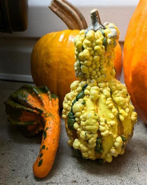 12 Festive Gourds That Are Basically Just Sex Toys