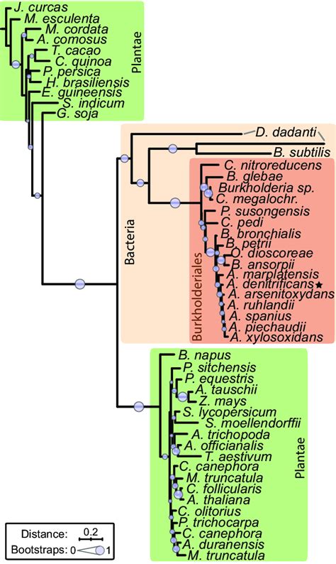 Phylogeny Of Vexl Pectate Lyases The Figure Depicts A Phylogram Of