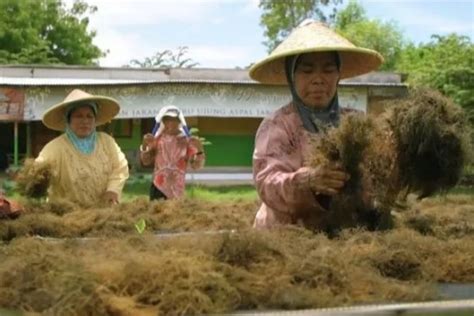 Ntb Masuk Dalam Proyek Percontohan Hilirisasi Rumput Laut Di Indonesia