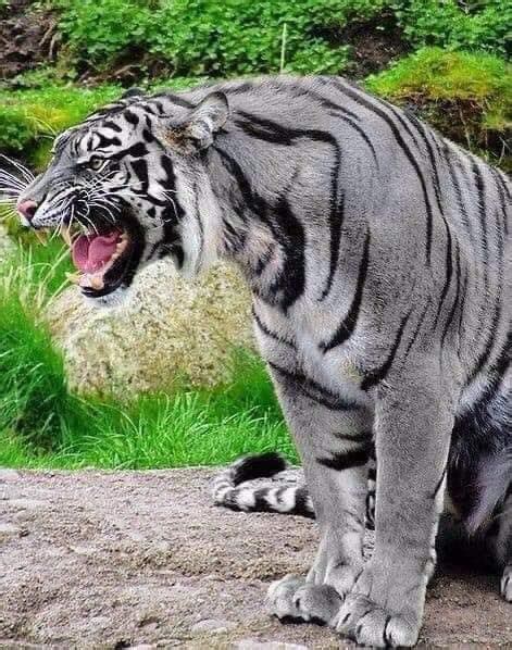 Tigers Are Renowned The World Around For Their Undeniable Beauty Grace