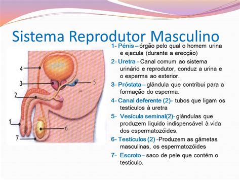 Jornal R 7ª Sistema Reprodutor Masculino E Feminino 2ºciclo