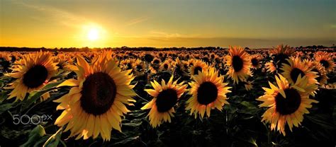 Sunflower Sunset