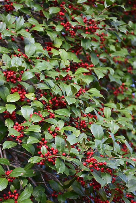 American Holly (Ilex opaca) in Richmond Fairfax Loudoun Prince William ...