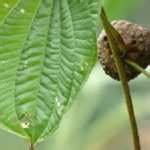 Dioscorea Propriet E Controindicazioni Idee Green