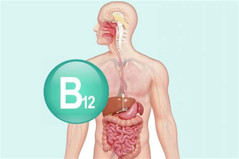 B12 витамины дутагдал ба анхны шинж тэмдгүүд | Peak News