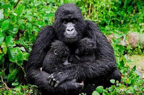 Top 10 most endangered animals in Africa - Tuko.co.ke