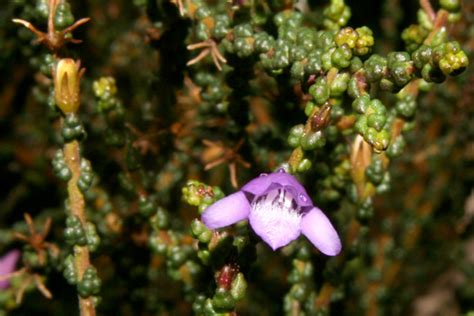Eremophila Gibbifolia Australian Native Plants Society Australia