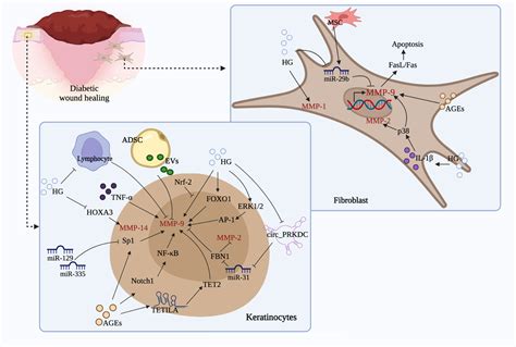 Frontiers Targeting Matrix Metalloproteases In Diabetic Wound Healing