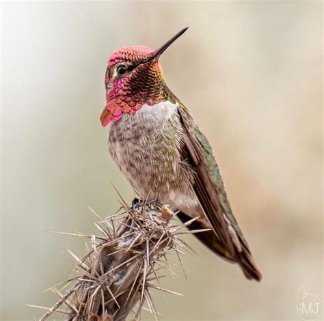 Hummingbird Migration In Arizona Backyard Visitors