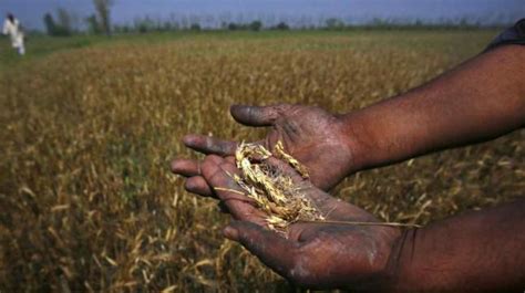 Wheat Farmers Worry As Heavy Rains Lash Parts Of Haryana And Punjab