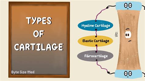 Structure and Types of Cartilage | Hyaline | Elastic | Fibrocartilage | Connective Tissue ...