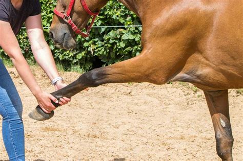 Tiernaturheilkunde Tierphysiotherapie Bayern Alternative Und