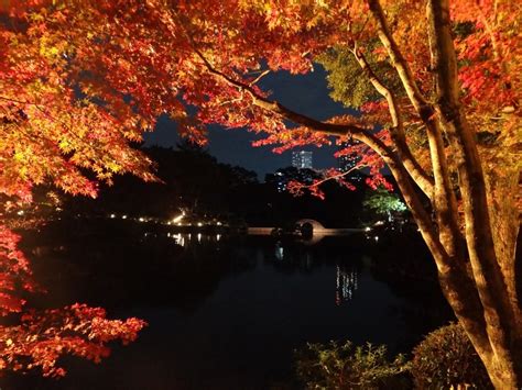 広島の大名庭園「縮景園」で紅葉の夜間ライトアップ 広島経済新聞