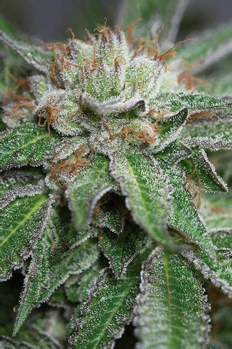 BUBBA KUSH 5 Semi Femm Humboldt Seeds Santaplanta Grow Shop