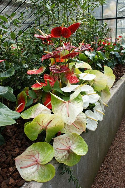 Anthurium Arrangement with Red and White Flowers