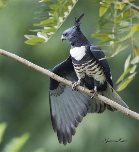 The Black Baza A Rare Species With A Stunning Resemblance To The