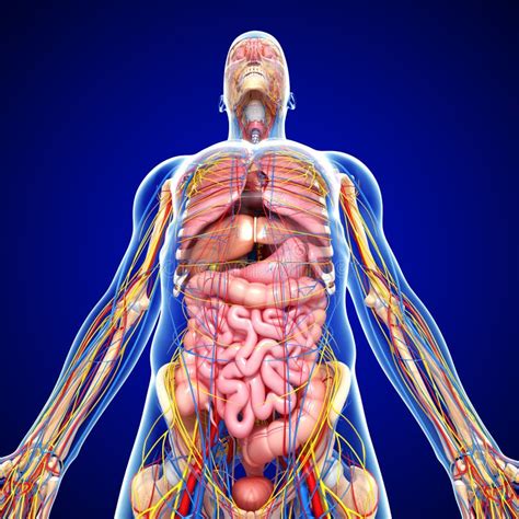 FeMale Brain Anatomy With Nervous System Stock Illustration