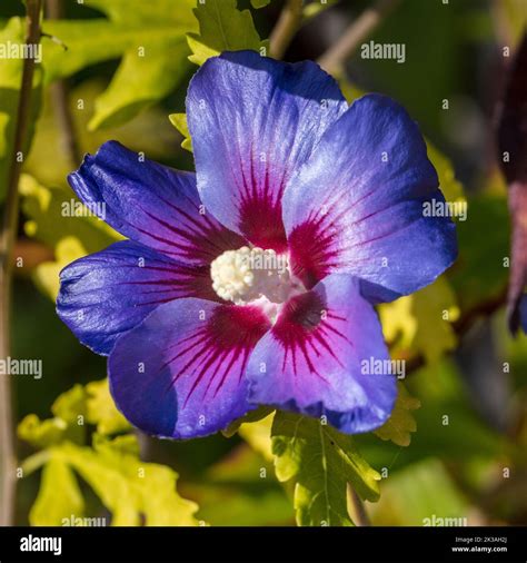 „oiseau Bleu Blue Bird“ Rose Von Sharon Frilandshibiskus Hibiscus Syriacus Stockfotografie