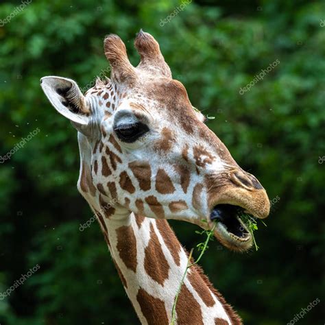 La Jirafa Giraffa Camelopardalis Es Un Mam Fero Ungulado De Dedos