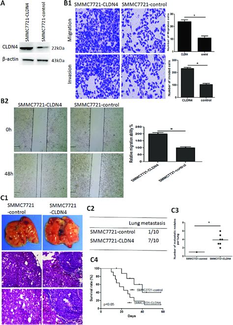 Cldn Overexpression Enhances Hcc Invasion And Metastasis A