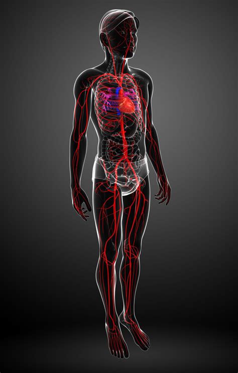 May Thurner Syndrome & Possible Symptoms | USA Vein Clinics