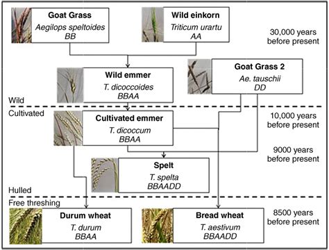 Evolution Of Wheat