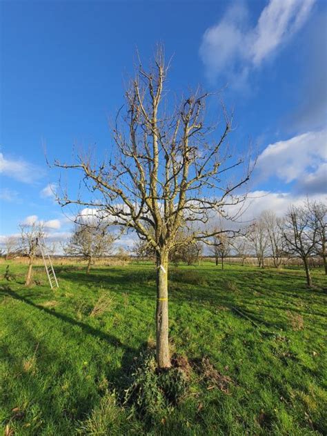 Handpeer Pyrus Communis Doyenn Du Comice Laagstam Brienissen