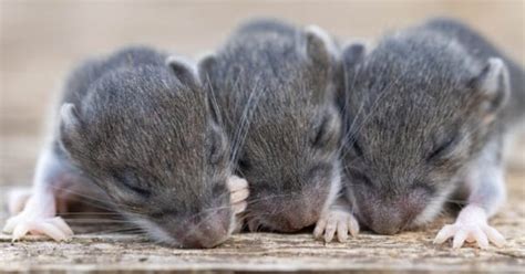 What’s a Baby Mouse Called + 4 More Amazing Facts! - A-Z Animals