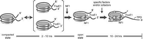 Model Of The Sequential Steps Involved In The Activation Of TPO