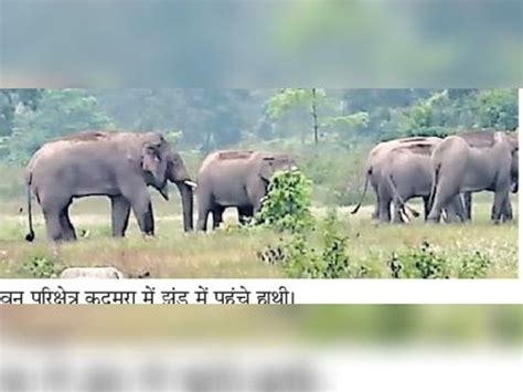 Dantail Arrived With 28 Elephants Thrashed Paddy Crop In Ganesh Girari