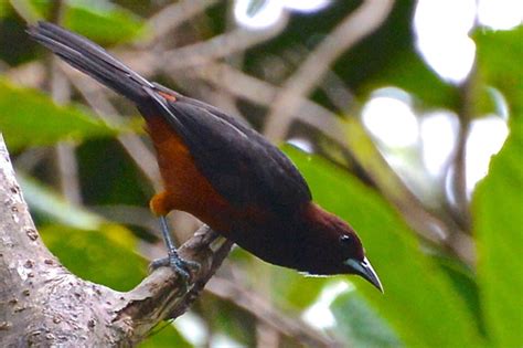 Martinique Oriole Icterus Bonana · Inaturalist