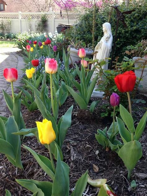 Love Tulips Tulips Planting Flowers Vegetables Plants Garden