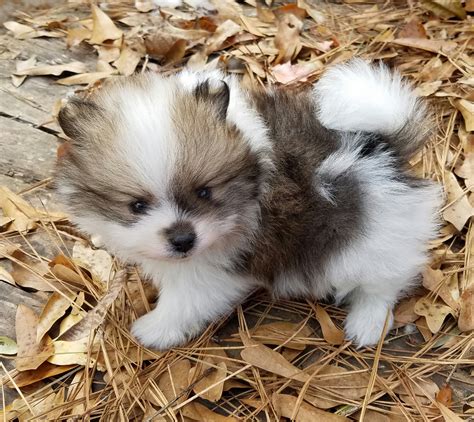 Pomeranian Puppies For Sale | Carrollton, GA #173050