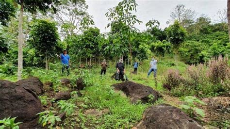 Jasa Pengurusan Izin Pinjam Pakai Kawasan Hutan Ippkh