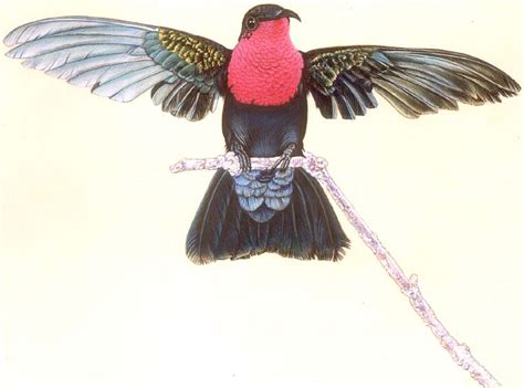 Male Purple Throated Caribbean Hummingbird